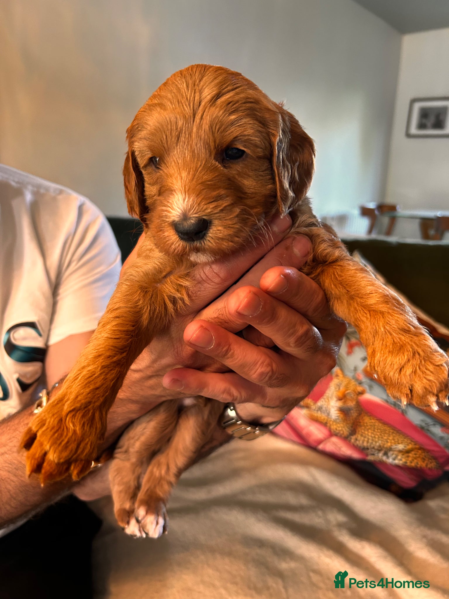 Australian Labradoodle dogs for sale: Australian labradoodle puppies  - Advert 4