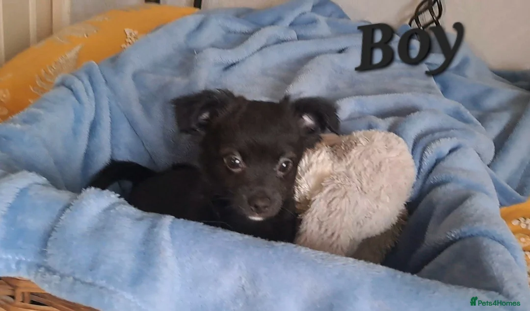 Chihuahua dogs for sale: 10 week old male long coat chihuahua pup - Advert 13