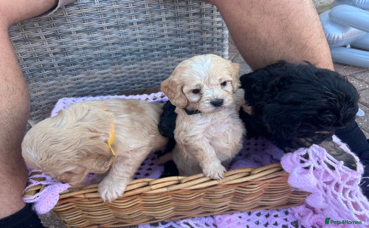 Cockapoo dogs - Advert 2