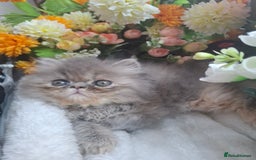 Persian cats for sale: Blue Persian kittens  - Image 27