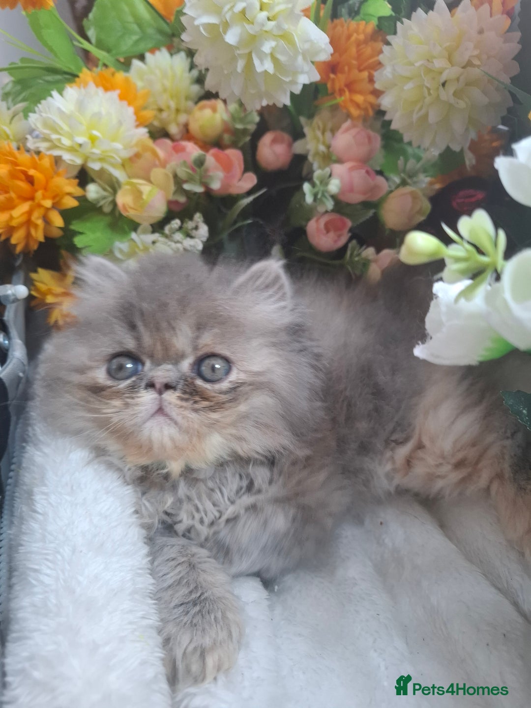 Persian cats for sale: Blue Persian kittens  - Image 27