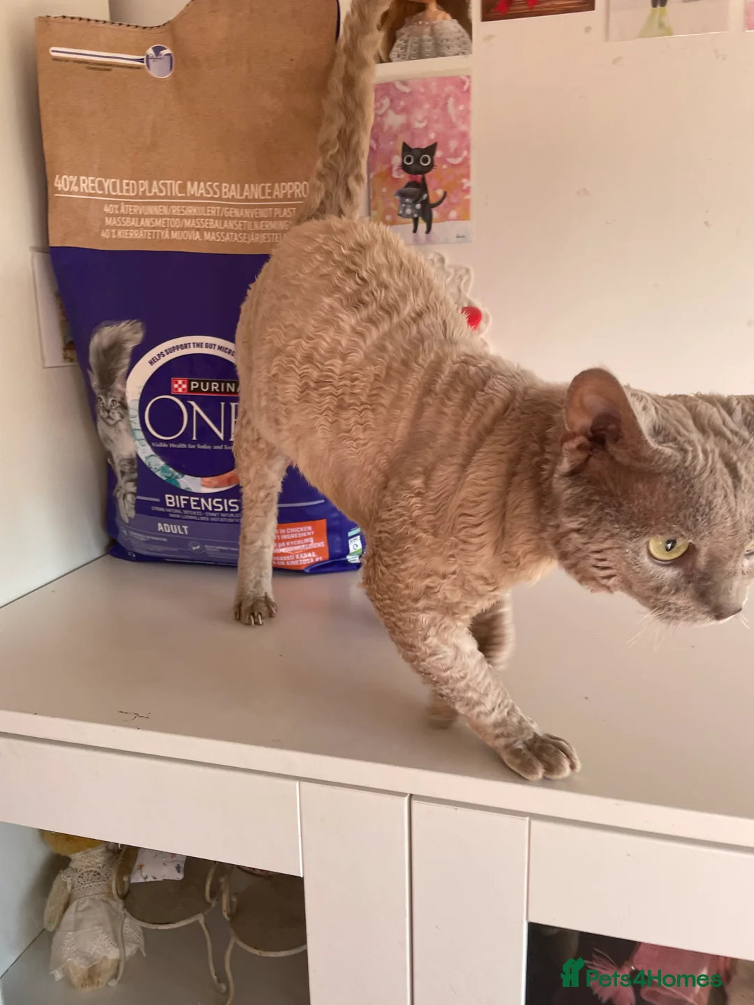 Devon Rex cats for stud: Devon Rex lilac - Advert 9