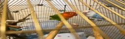 Lovebirds birds for sale: Beautiful Pair of Lovebirds- 2 Years Old - Advert 6