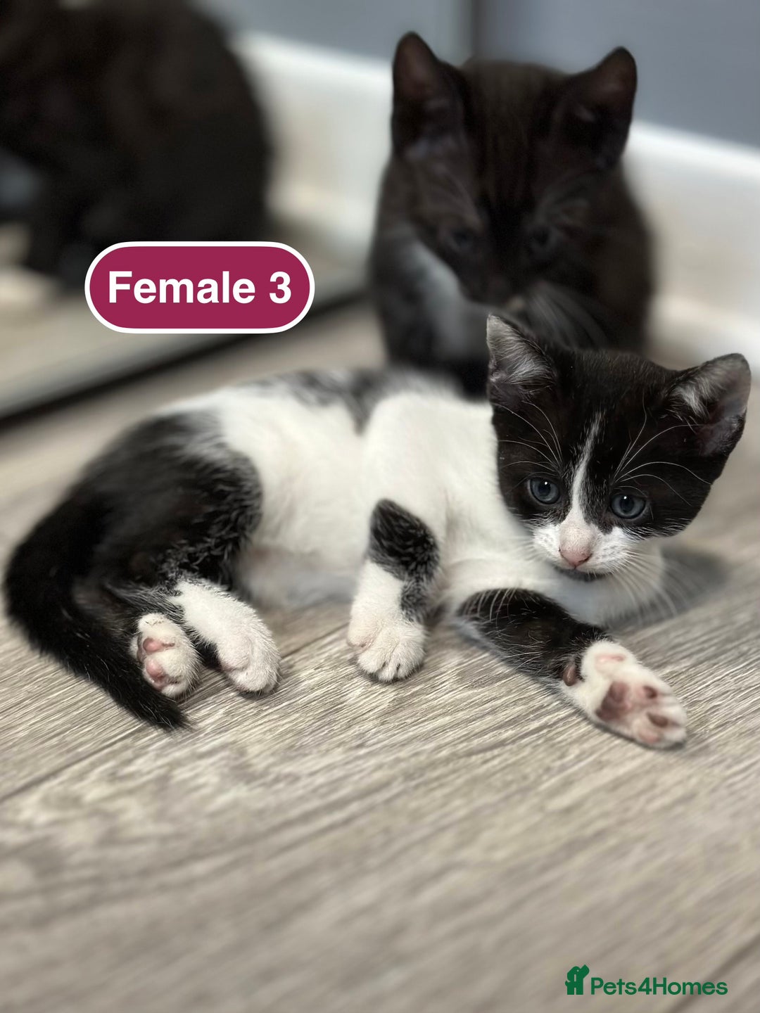 Bengal cats for sale: Gorgeous Bengal X Kittens!! - Image 29
