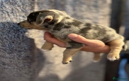 Jack Russell dogs for sale: Miniature Tri coloured Merle Jack Russell  - Image 2