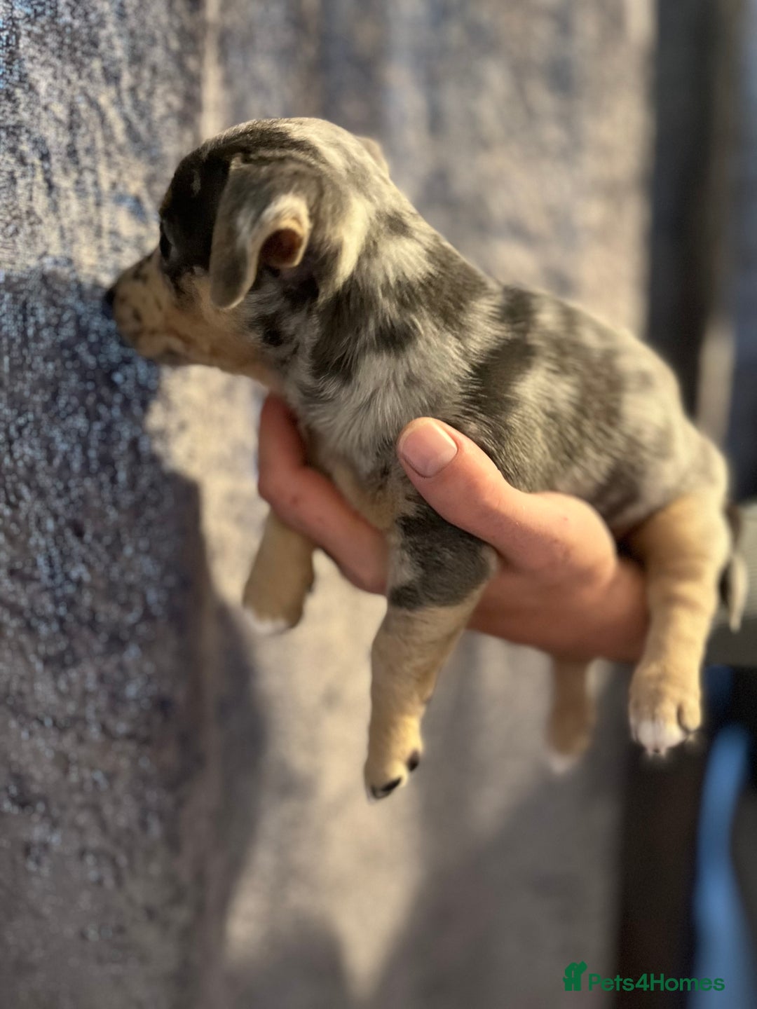 Jack Russell dogs for sale: Miniature Tri coloured Merle Jack Russell  - Image 2