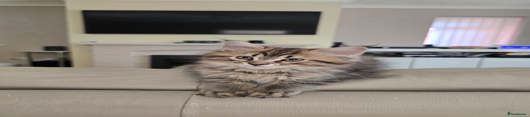 Maine Coon Kitten 1 