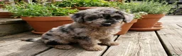 Mixed Breed dogs for sale: Foodle Puppies  in Todmorden - Advert 2