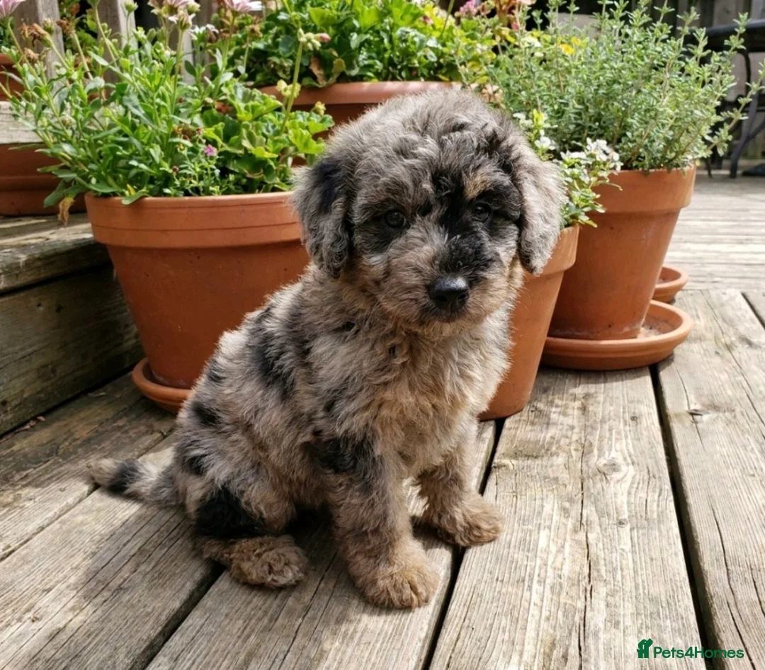 Mixed Breed dogs for sale: Foodle Puppies  in Todmorden - Advert 2