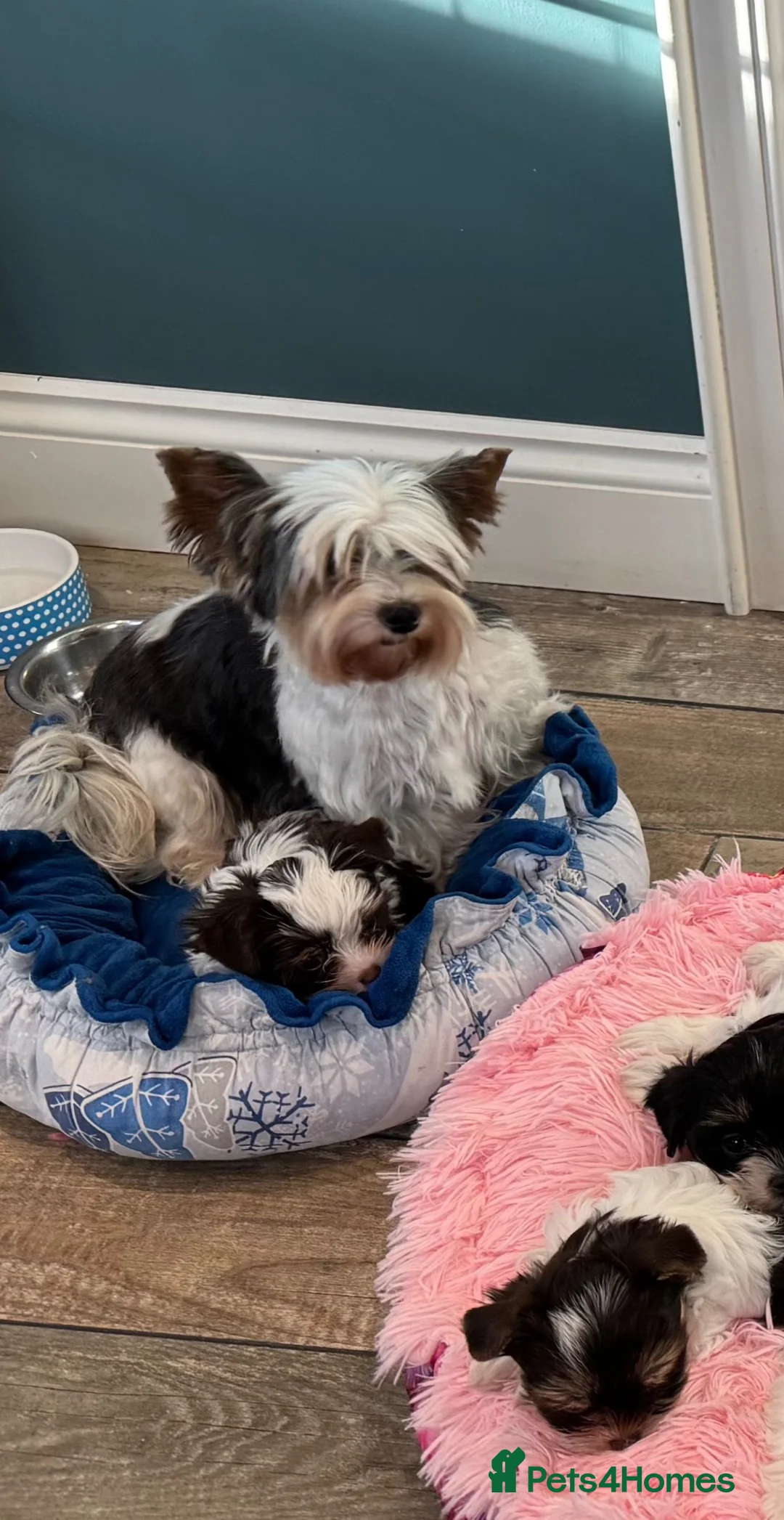 Biewer Terrier dogs for sale: Biewer and Biro Yorkshire Terrier puppies  - Advert 2