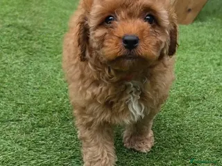 Maltipoo dogs 🐶5 stunning maltipoo pups🐶ready to leave today🐶 - Advert 17