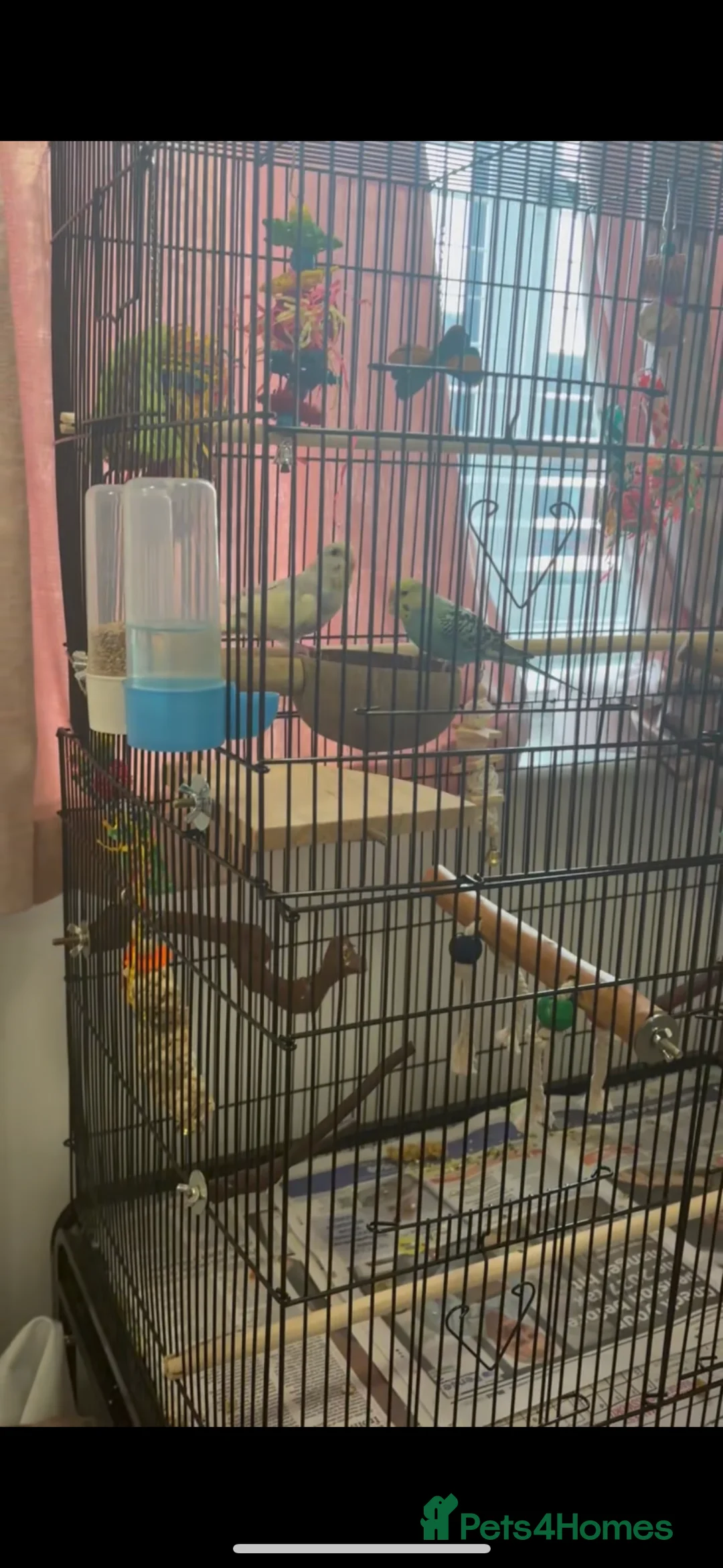 Budgerigars birds for sale: 2 budgies+everything else included  - Advert 4