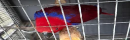 Parrots birds for sale: Beautiful female Eclectus parrot for sale - Advert 4