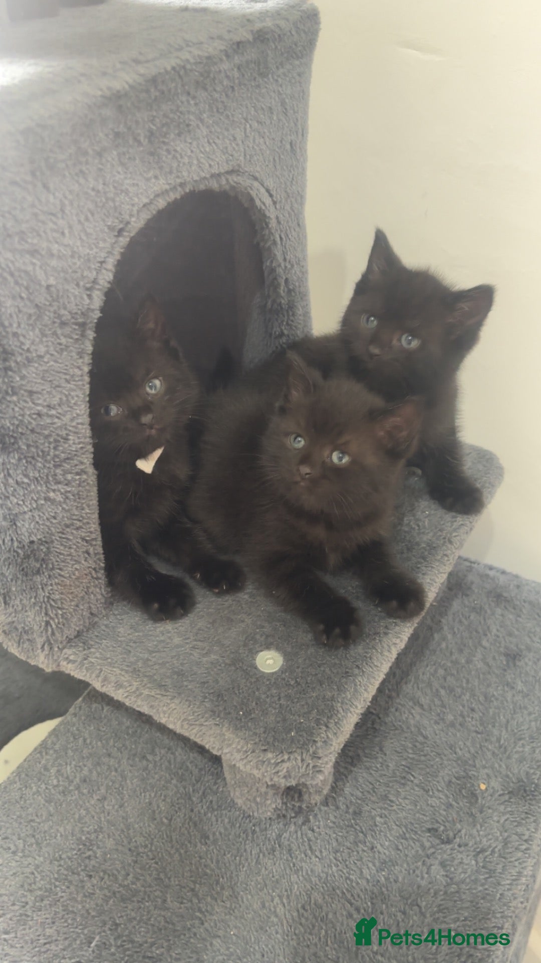 Mixed Breed cats British shorthair x kittens 2 REMAINING  - Advert 3