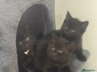 Mixed Breed cats British shorthair x kittens 2 REMAINING - Advert 3