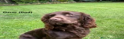 Cocker Spaniel dogs for sale: ✨ Kc Reg Working Cocker Spaniel Puppies  - Advert 3