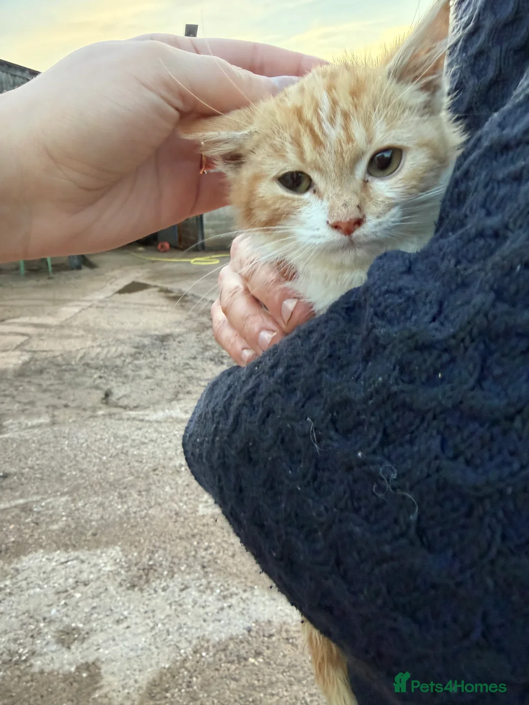 Mixed Breed cats for sale: Farm kitten available - ginger/white girl  - Advert 5