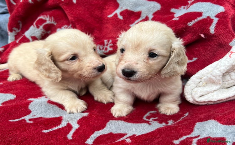Miniature Dachshund dogs - Advert 2
