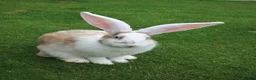 Continental Giant rabbits for sale: PURE Continental Giants - Vaccinated- RESERVE    - Advert 3