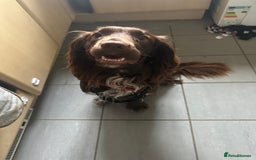 Sprocker dogs for sale: Spyro the Sprocker - Image 7