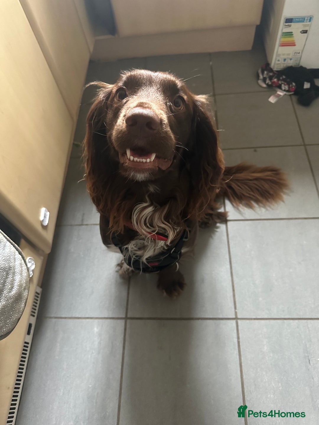 Sprocker dogs for sale: Spyro the Sprocker - Image 7