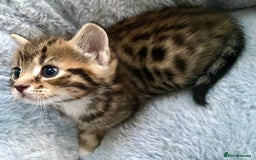 Mixed Breed cats for sale: Amazing, beautiful girl looking for home💕💕 - Image 4