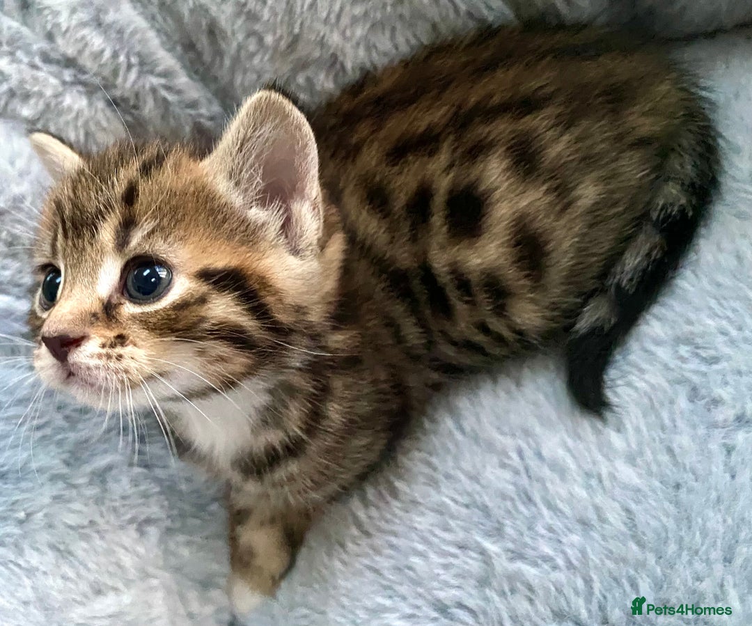 Mixed Breed cats for sale: Amazing, beautiful girl looking for home💕💕 - Image 4