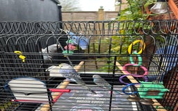 Budgerigars birds for sale: Baby budgie  - Advert 2