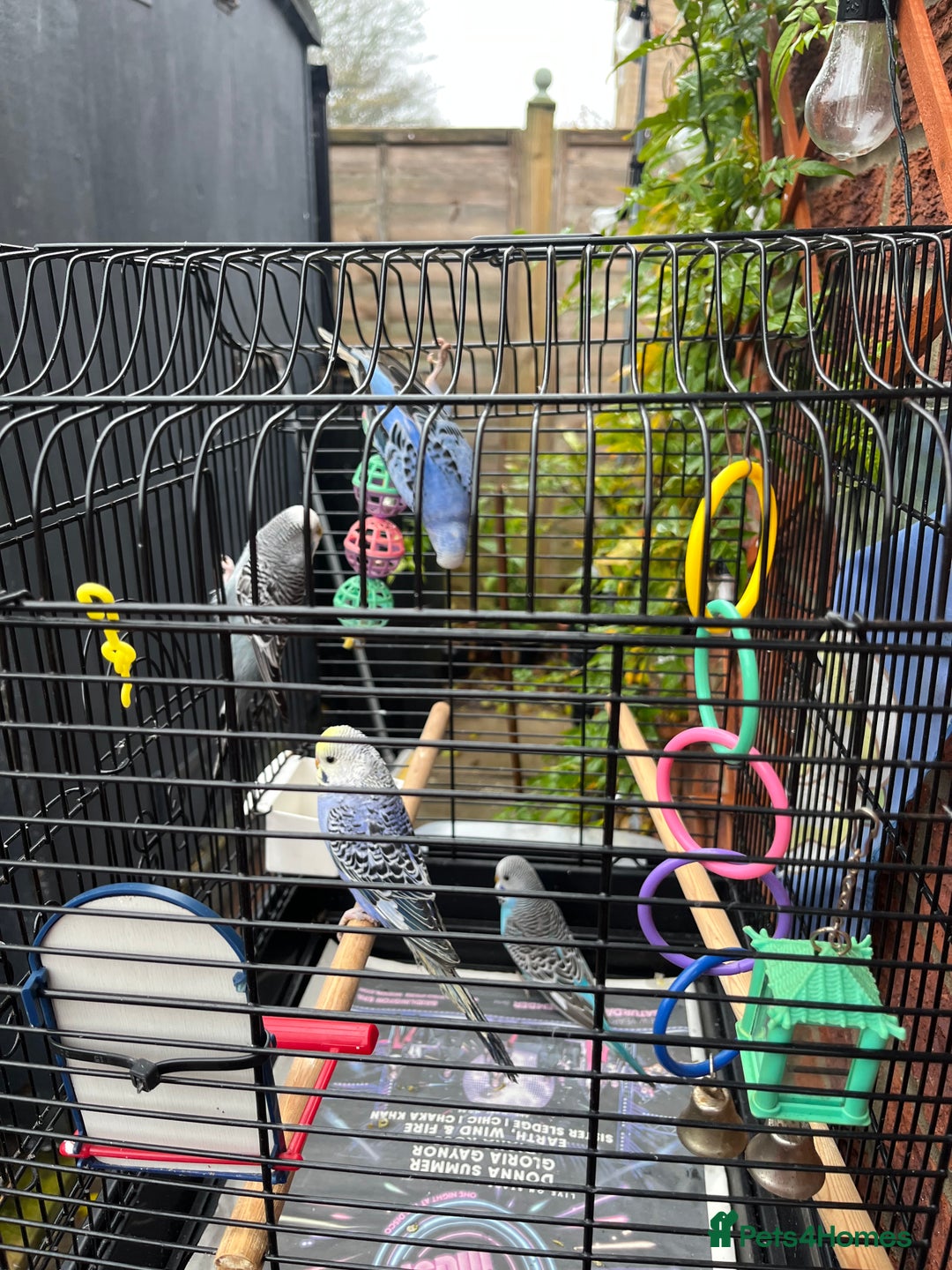 Budgerigars birds for sale: Baby budgie  - Advert 2