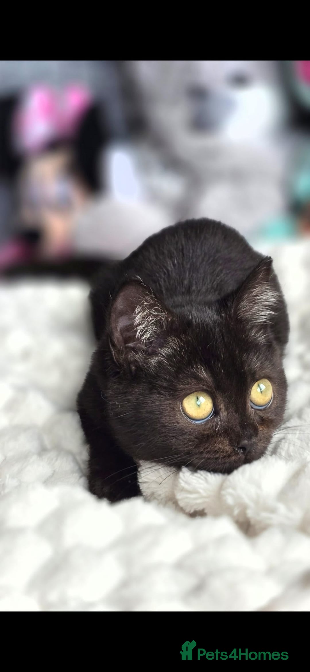 British Shorthair cats for sale: 3 Beautiful kittens available - Advert 14