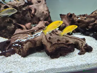 Cichlids fish Hybrid African cichlids - Advert 11