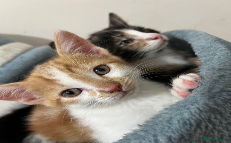 Mixed Breed cats - Advert 15