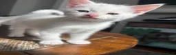 Turkish Angora cats for sale: Turkish Angora white kittens  - Advert 2