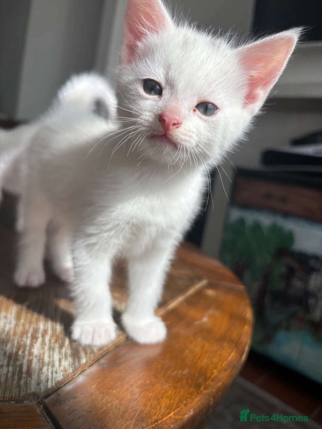 Turkish Angora cats for sale: Turkish Angora white kittens  - Advert 2