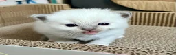 Ragdoll cats for sale: Purebred Ragdolls Kittens in Bournemouth - Advert 5