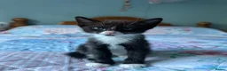 Mixed Breed cats for sale: 3 adorable male kittens for sale - Advert 7