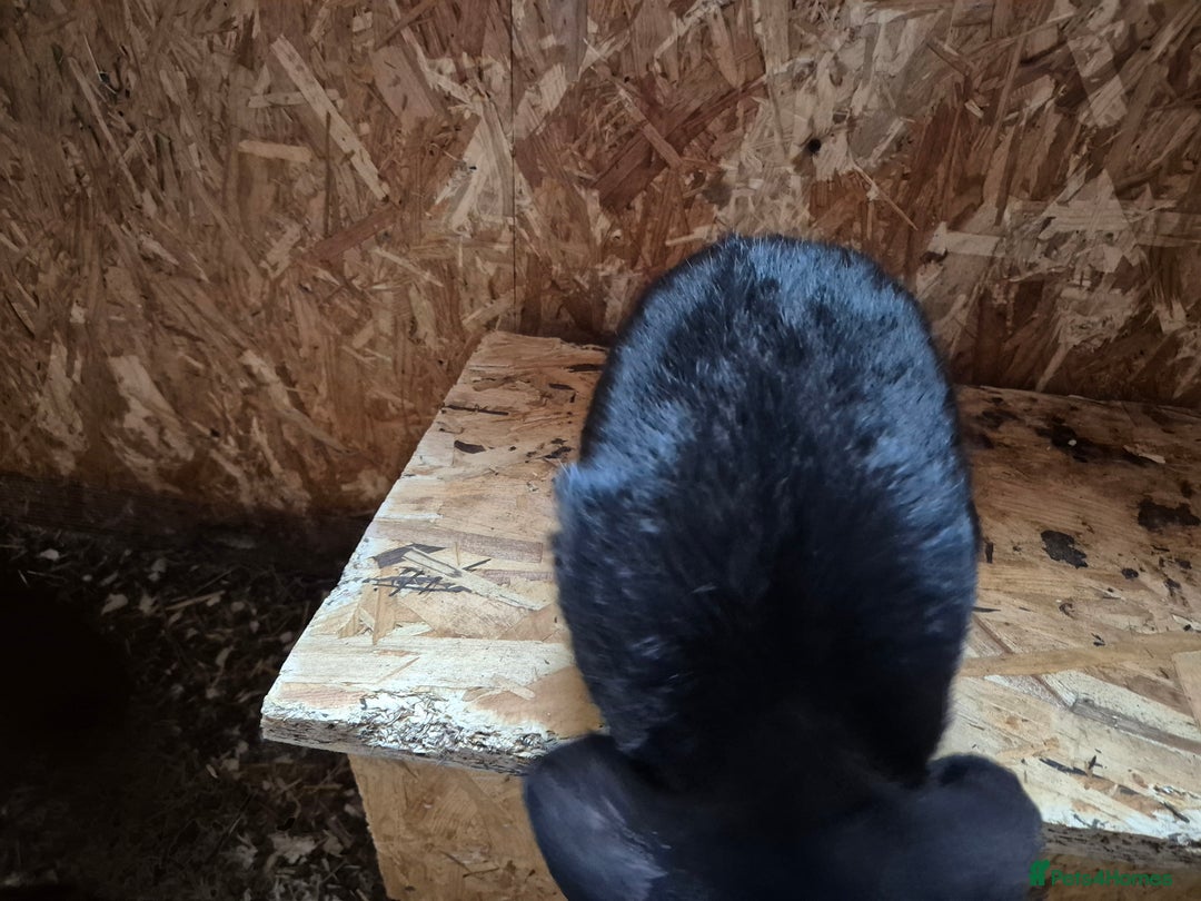 Mini Lop rabbits for sale: Mini Lop Rabbits - Image 12
