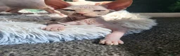 Sphynx cats for sale: Little sweet sphynx boys ready for new home 🐾 - Advert 10