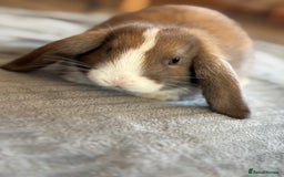Mini Lop rabbits for sale: mini lop bunny  for sale last boy ready now  - Image 2