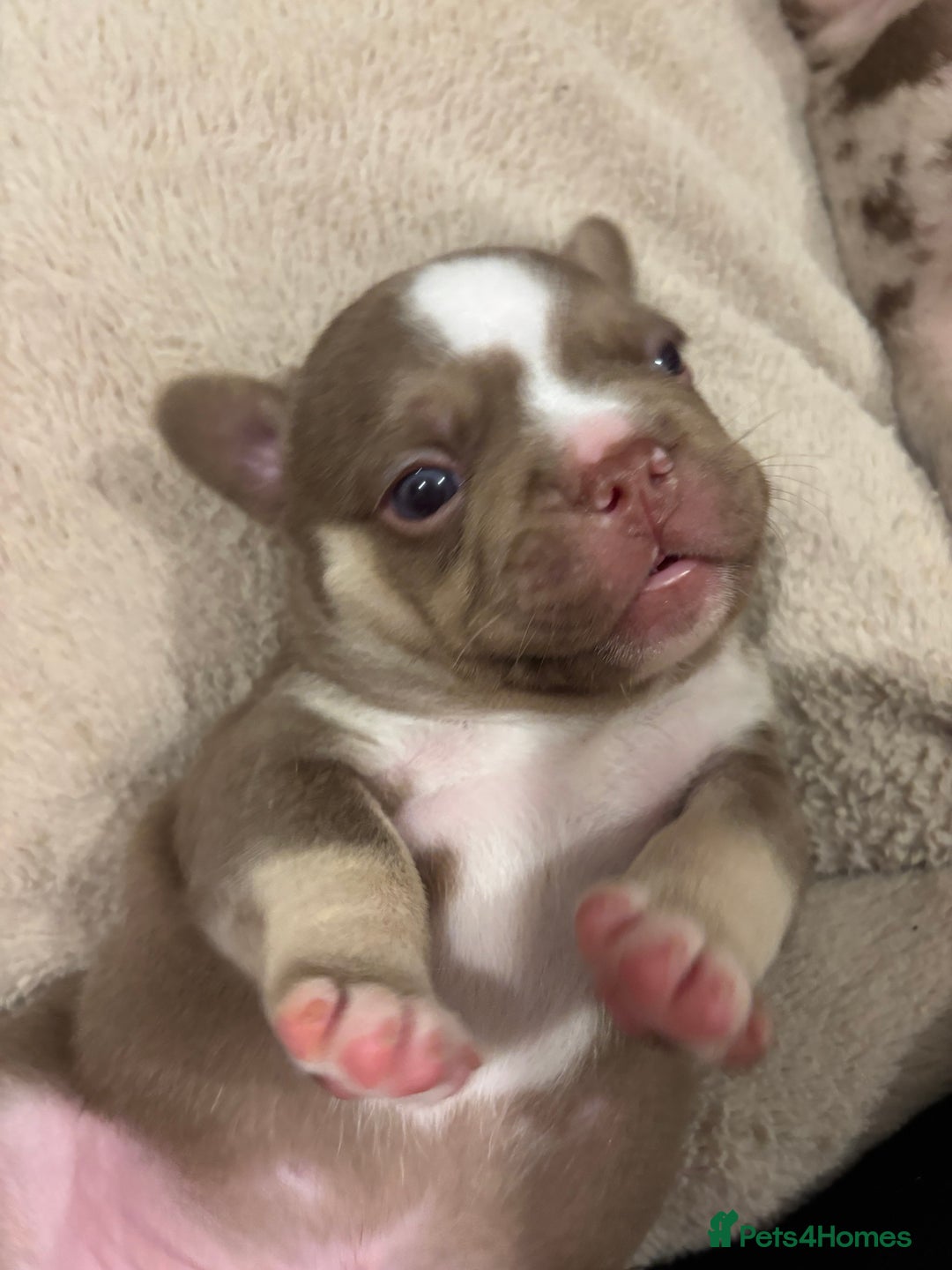 French Bulldog dogs for sale: QUALITY FRENCH BULLDOG PUPPIES - Advert 20