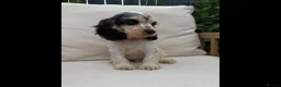 Cocker Spaniel dogs for sale: READY NOW KC SHOW COCKER SPANIELS  in Hull - Advert 5