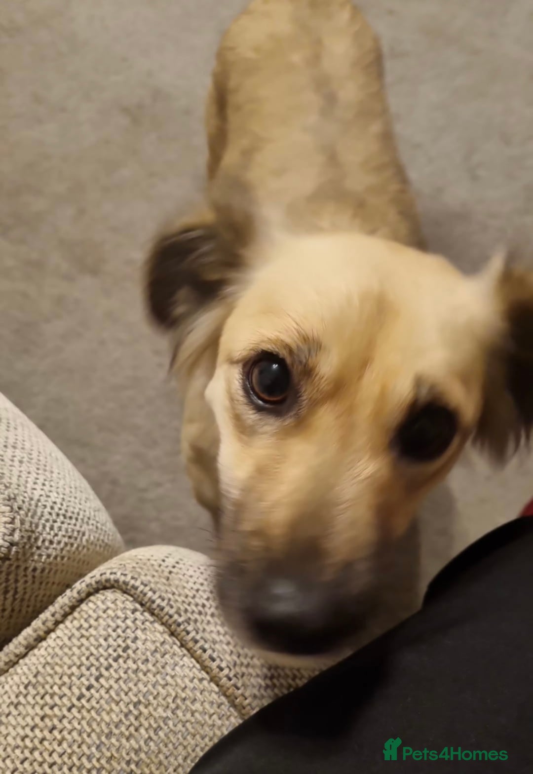 Mixed Breed dogs for adoption: Sasha is looking for a  home of her own  - Advert 6