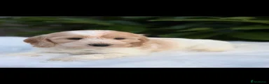 Cockapoo 2