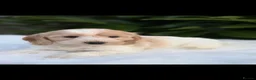 Cockapoo dogs for sale: Cockapoo males and females  - Advert 28
