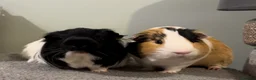 Guinea Pig rodents for sale: Two male guinea pigs  - Advert 3