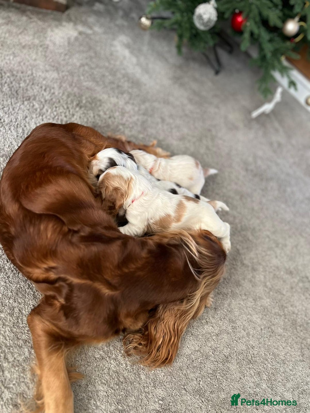 Cocker Spaniel dogs for sale: Cocker Spaniel Puppies - Advert 25