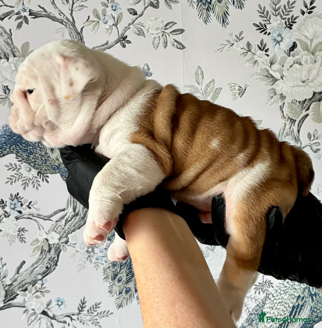 English Bulldog dogs for sale: English Bulldogs - Advert 3