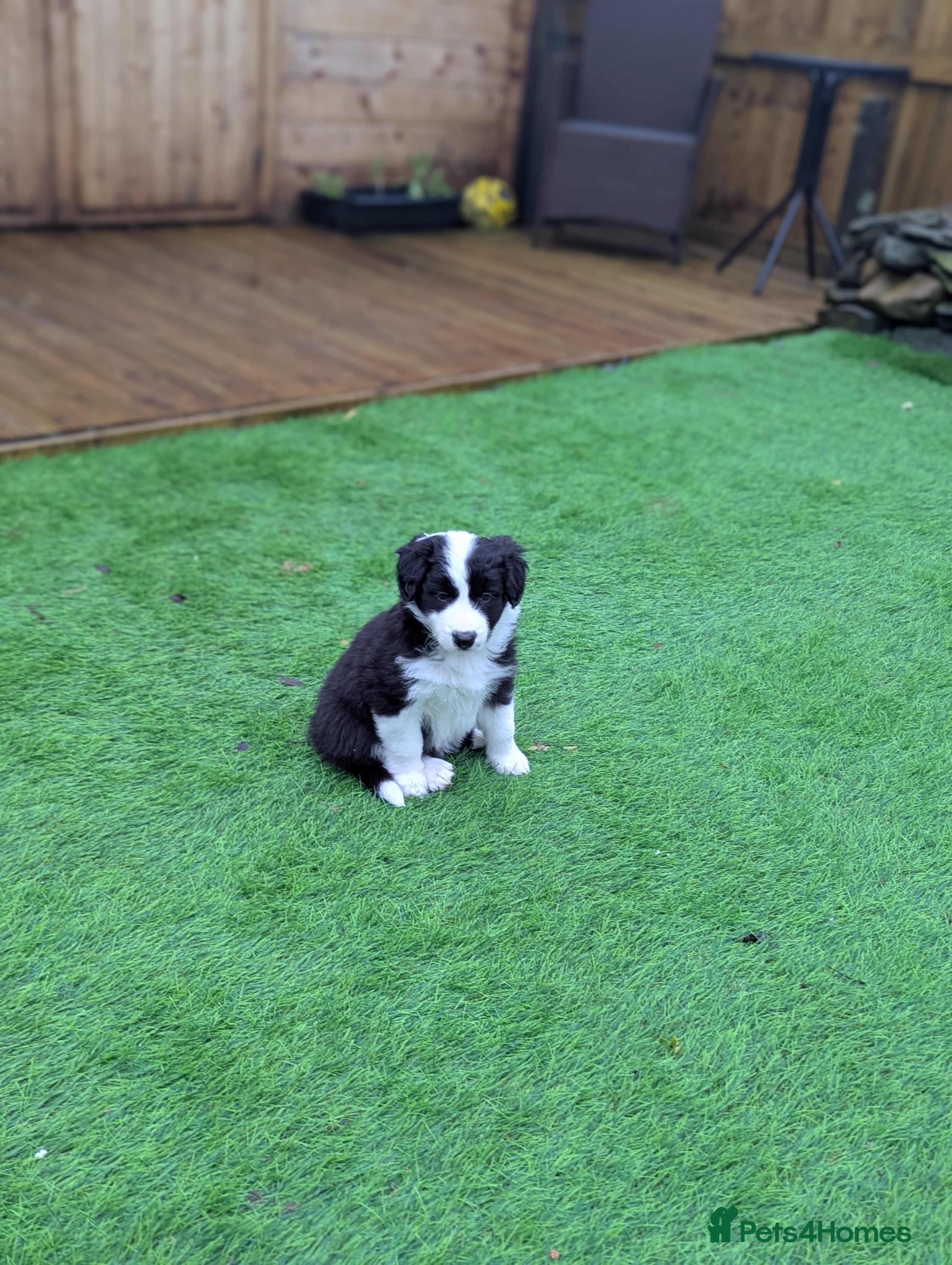 Border Collie dogs ISDS&KC REGISTERED BORDER COLLIE /MERLE PUPS  - Advert 3