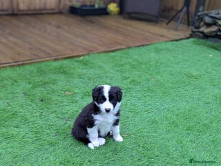 Border Collie dogs ISDS&KC REGISTERED BORDER COLLIE /MERLE PUPS - Advert 3