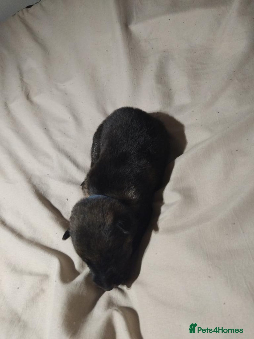 German Shepherd dogs for sale: German shepherd puppy’s kennel club registered  - Advert 28